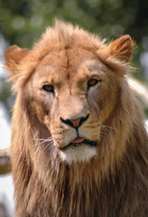 Portrait of a lion