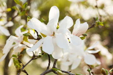 blossoming of magnolia trees during spring