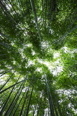  Bamboo forest. No people