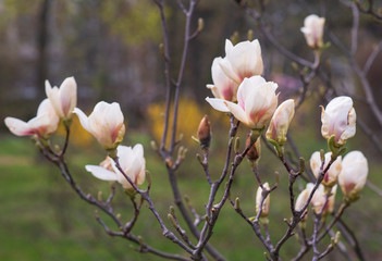 The  beautiful white magnolia flowers 