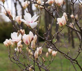 The  beautiful white magnolia flowers 