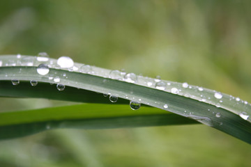 dew on the grass