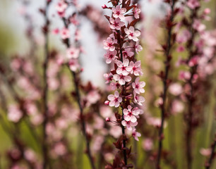 Beautiful blossom sakura flowers in spring