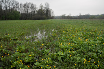Spring rural landscape. Yellow wildflowers meadow nature