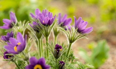 Fototapeta premium Beautiful Pulsatilla or Eastern pasqueflower blooming in a spring meadow