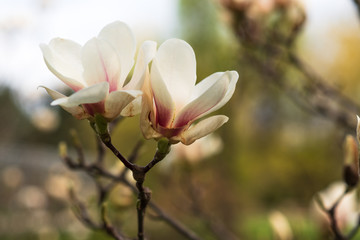 Fototapeta na wymiar The beautiful white magnolia flowers 