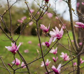 The  beautiful pink magnolia flowers 