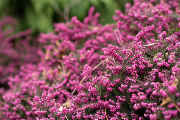 Obraz premium Beautiful pink flowers background. selective focus.