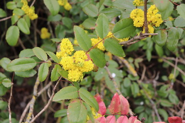 Fleurs jaunes de Mahonia - Arbuste à feuilles persistantes