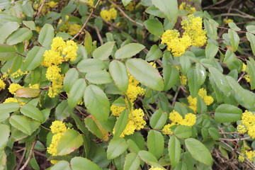 Fleurs jaunes de Mahonia - Arbuste &agrave; feuilles persistantes