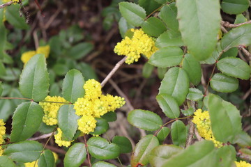 Fleurs jaunes de Mahonia - Arbuste à feuilles persistantes