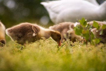 Duck goose chicks on the grass eating