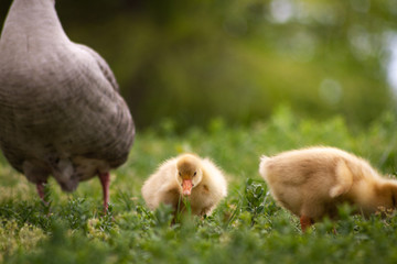 Duck goose chicks on the grass eating