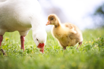 Duck goose chicks on the grass eating