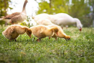Duck goose chicks on the grass eating