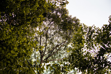 Fototapeta premium tree in spring.