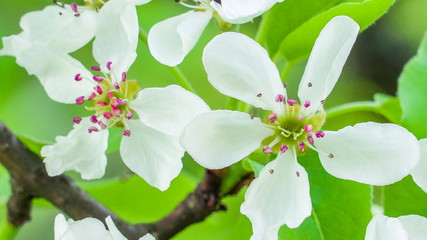 18046_Two_blooming_flowers_of_the_common_pear_plant.jpg