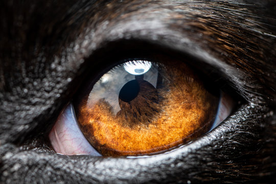 An extreme macro closeup of a greyhound dog eye