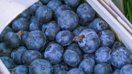 18086_Fresh_blueberries_on_the_boxes_ready_for_transport.jpg