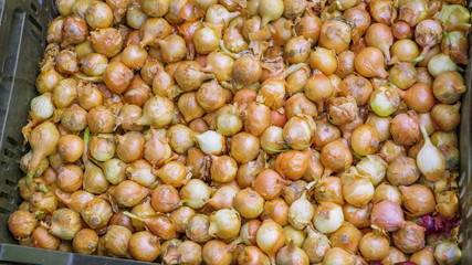 18173_Lots_of_white_onions_on_the_big_box.jpg