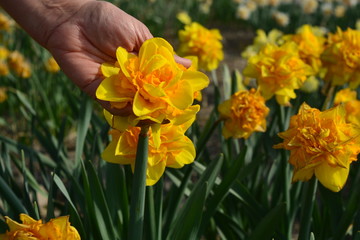 Obraz premium yellow flowers in hand daffodils, narcissus in the spring time