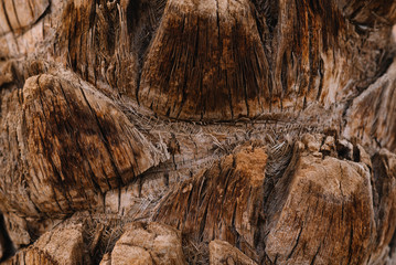Upper trunk detail of palm tree background texture pattern.