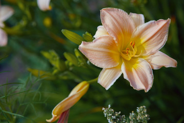Peach daylily bloom