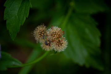 Close up of mature dandelions growing in shadow with vegetation background.