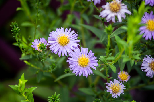 Daisy flowers with yellow center and white petals in vegetation background.