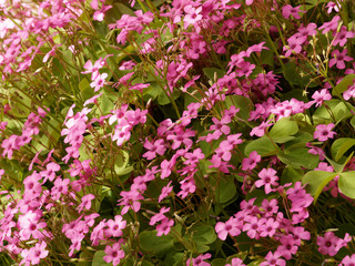 Oxalis articulata - Fleurs d'oxalis articulés de couleur rose vif