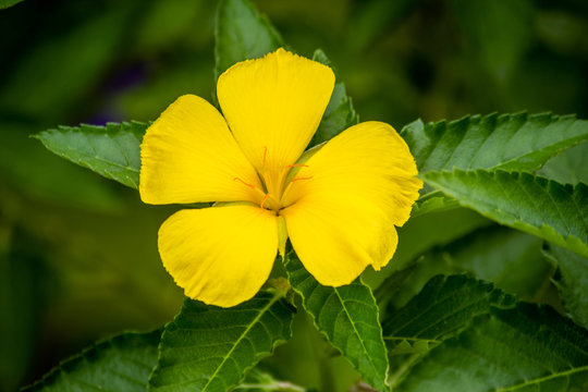 Five petal flower of Turnera diffusa called Damiana with vegetation background.