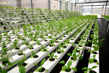 In the commercial greenhouse soilless cultivation of vegetables