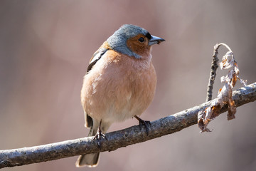 Chaffinch on a branch