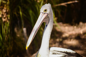 White Pelican bird in the park, Adelaide Australia