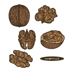 Vector hand drawn set of walnuts isolated on white background.
