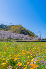 静岡県賀茂郡松崎町　田んぼを使った花畑と那賀川の桜