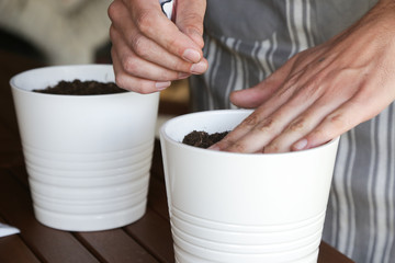 Man seeding herbs, hands seeding seeds into flower pots