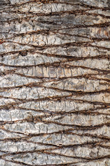Close-up of a palm tree bark, textured background at Kavala, Greece
