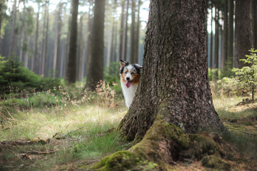 Australian Shepherd dog in the forest. pet for a walk