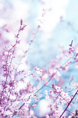 Soft blurry blossom