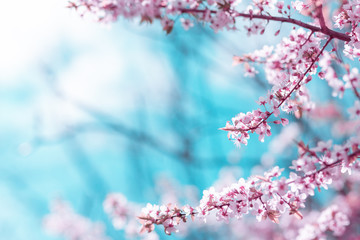 Abstract cherry blossom