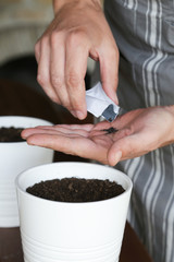 Man seeding herbs, hands seeding seeds into flower pots