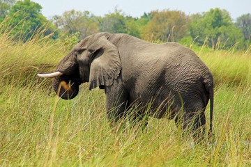 Naklejka na ściany i meble Elefant im Okavango Delta