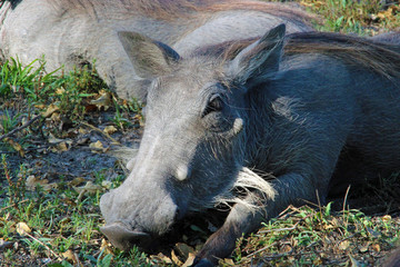 Warzenschwein