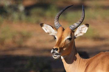 Schwarzfersenantilope / Impala / Aepyceros melampus