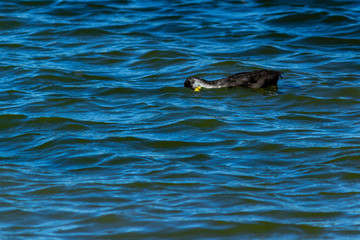 Naklejka premium young goose on Rother Valley country park