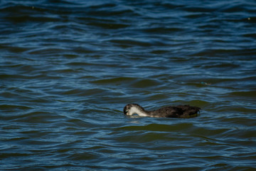 young goose on Rother Valley country park