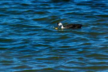 young goose on Rother Valley country park