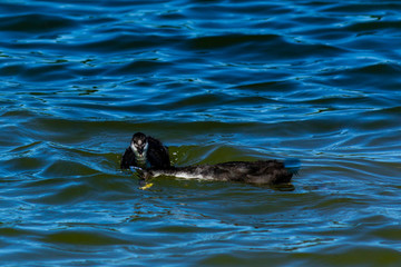 young goose on Rother Valley country park