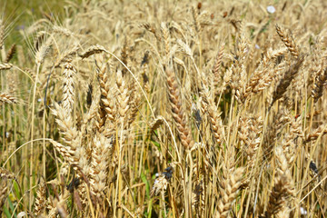 Golden rye grains on rye field  background.